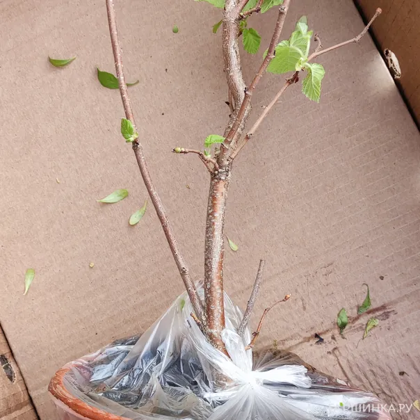 превью изображения отзыва