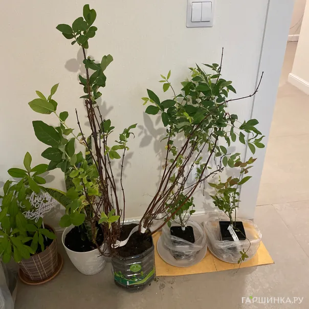 превью изображения отзыва