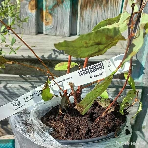 превью изображения отзыва