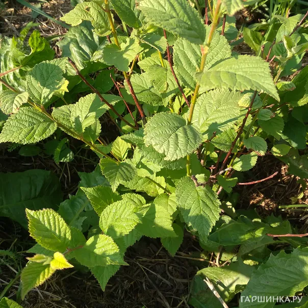 превью изображения отзыва