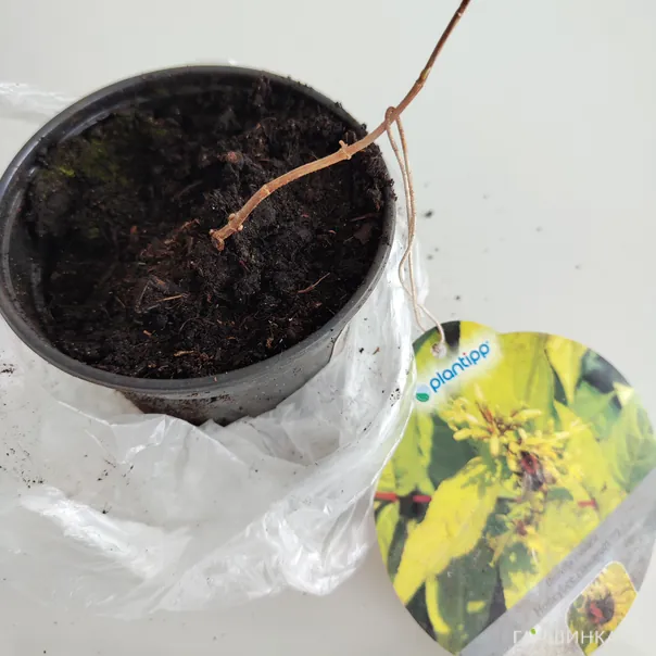 превью изображения отзыва