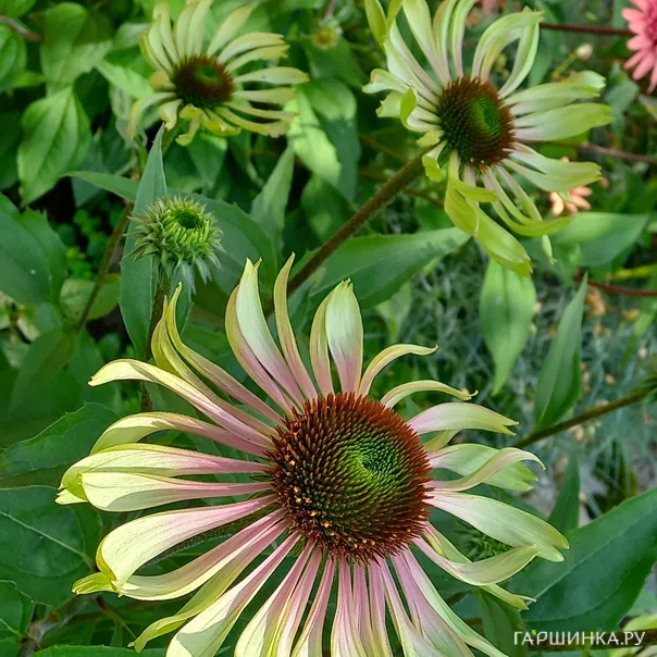 превью изображения отзыва