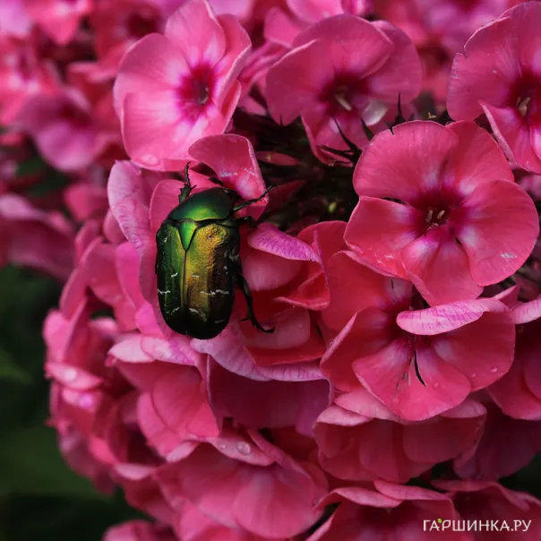 превью изображения отзыва