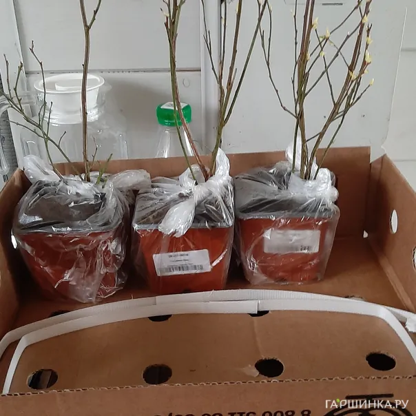 превью изображения отзыва