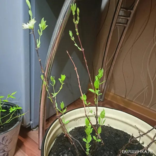 превью изображения отзыва