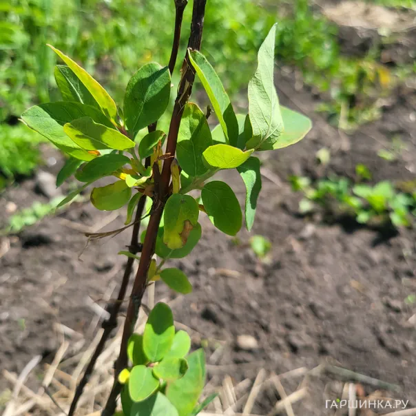 превью изображения отзыва