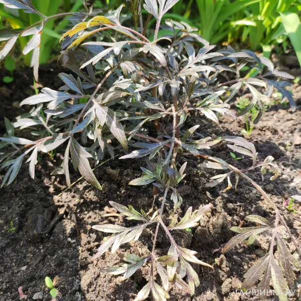 превью изображения отзыва