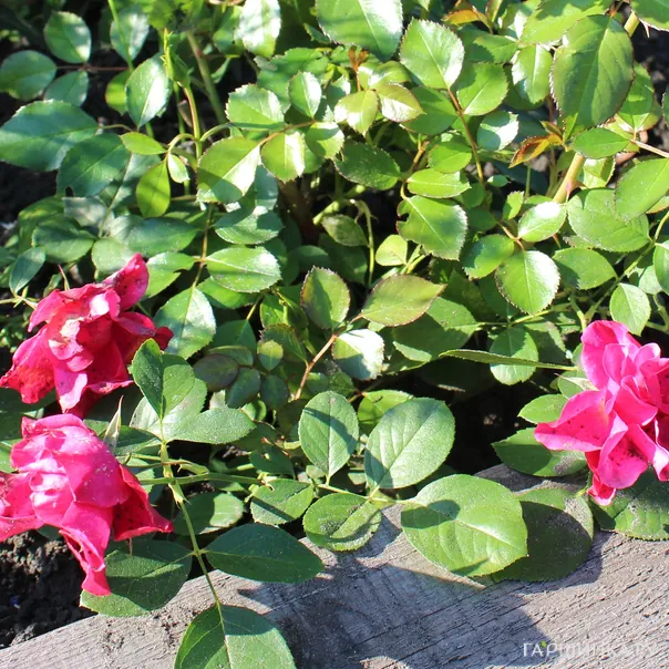 превью изображения отзыва