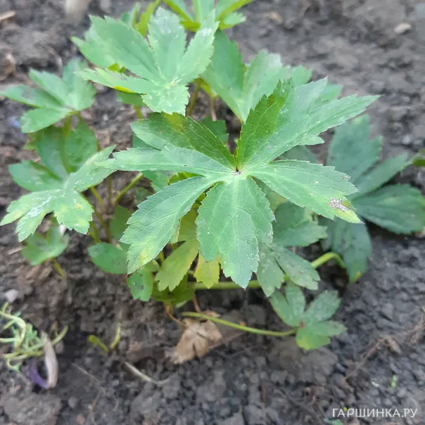 превью изображения отзыва