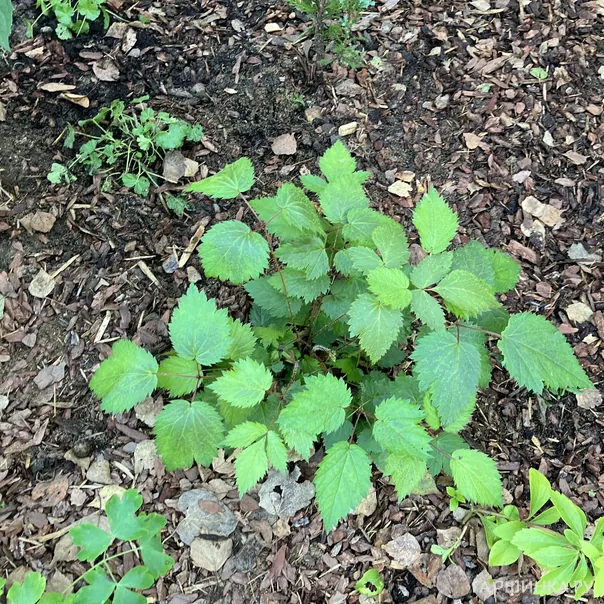 превью изображения отзыва