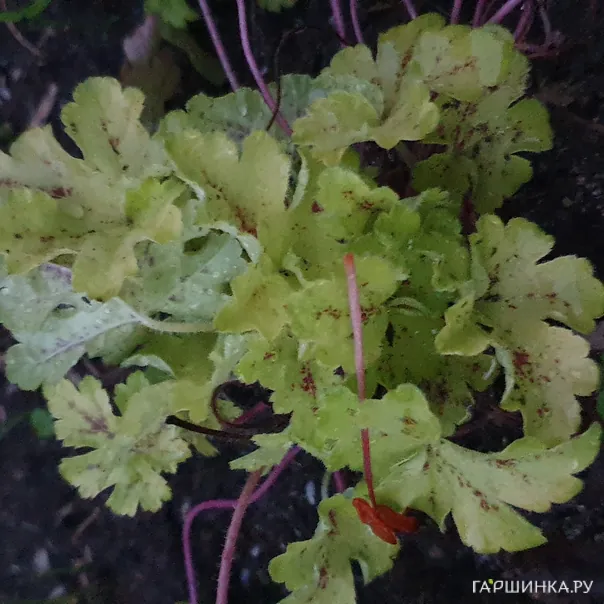 превью изображения отзыва