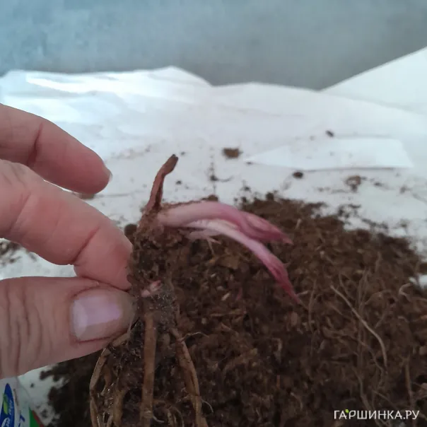 превью изображения отзыва