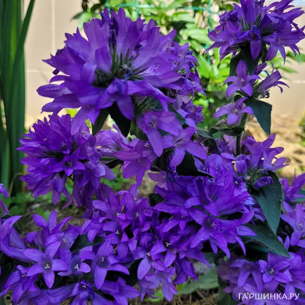 превью изображения отзыва