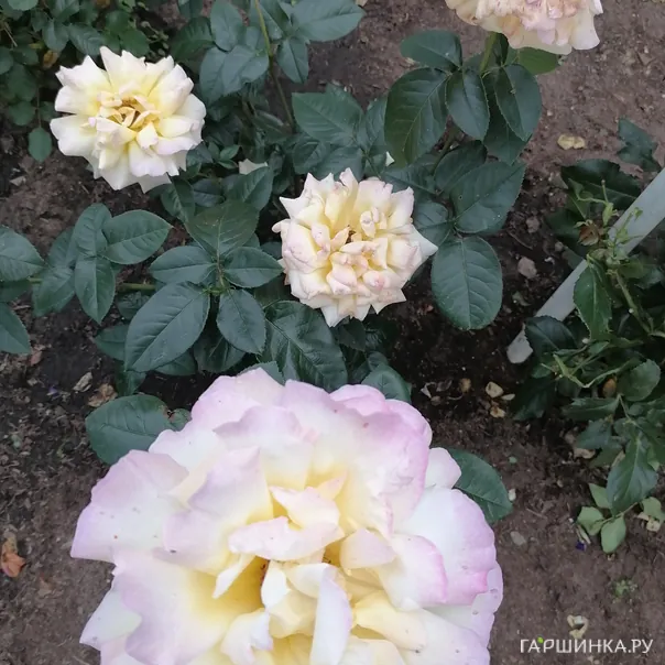 превью изображения отзыва