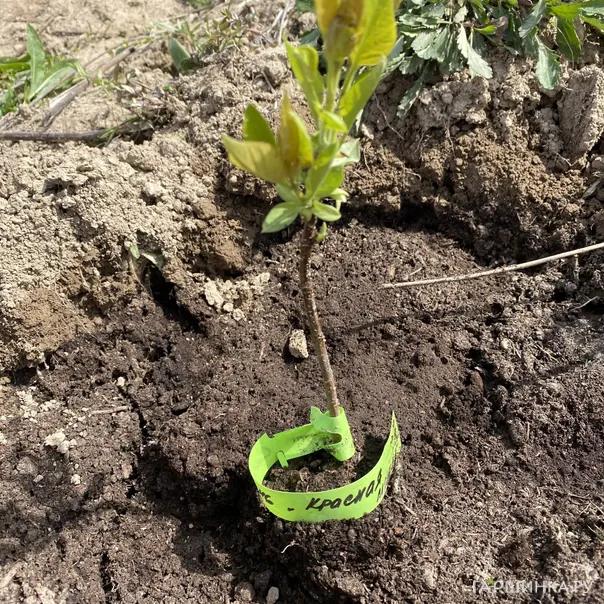превью изображения отзыва