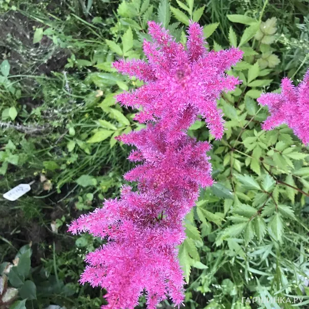 превью изображения отзыва