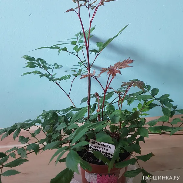 превью изображения отзыва