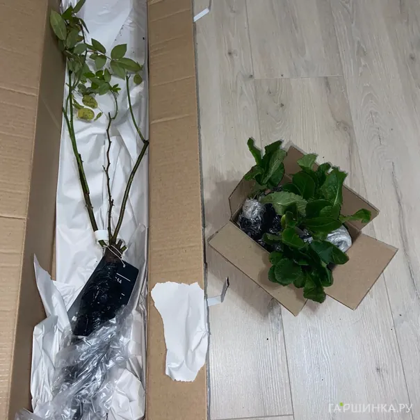 превью изображения отзыва