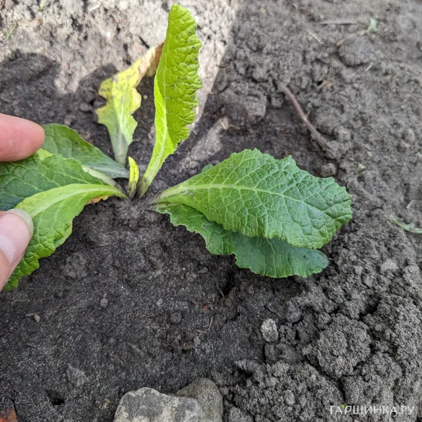 превью изображения отзыва