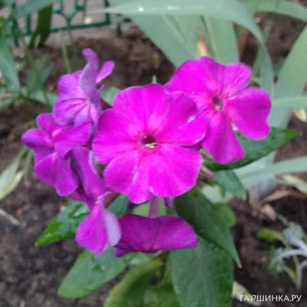 превью изображения отзыва