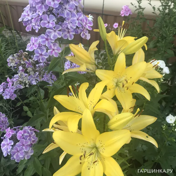 превью изображения отзыва