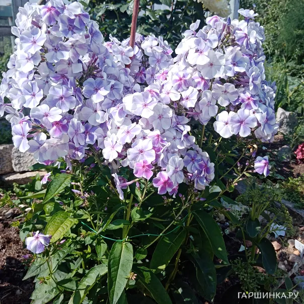 превью изображения отзыва