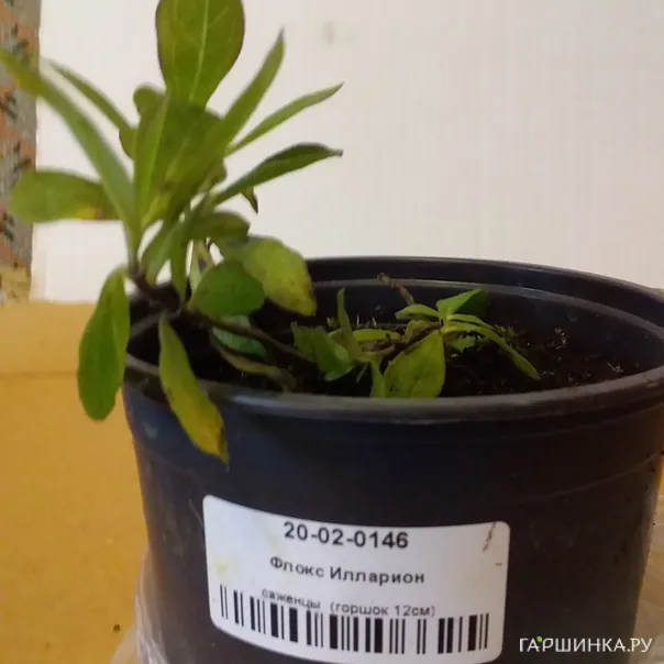 превью изображения отзыва