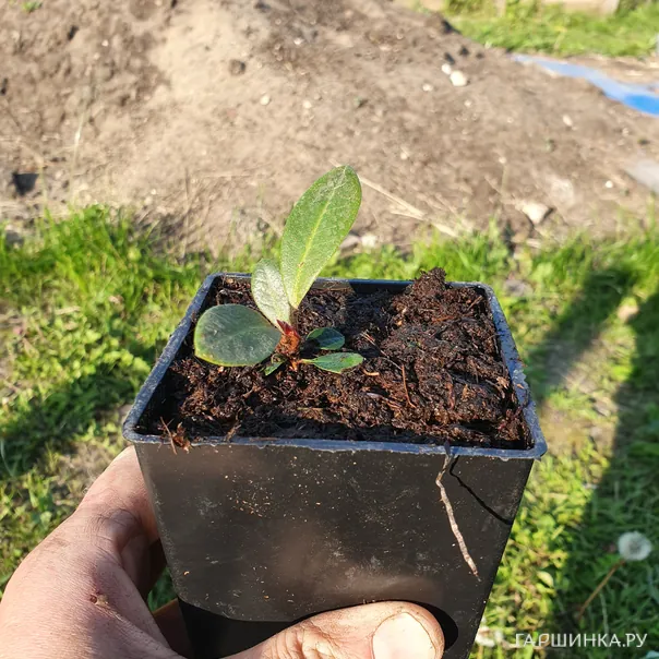 превью изображения отзыва