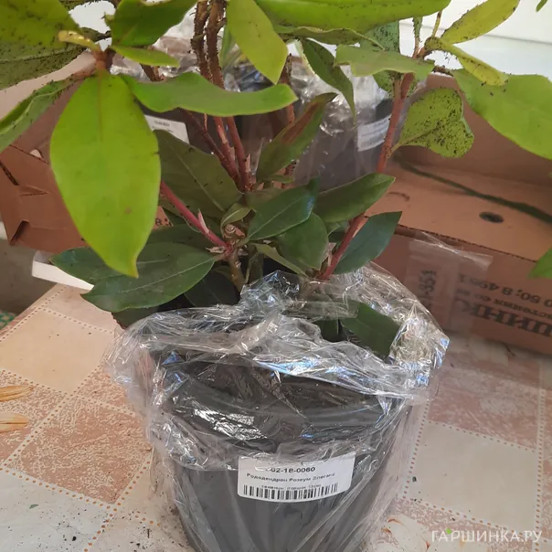 превью изображения отзыва