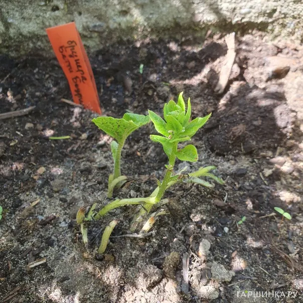 превью изображения отзыва