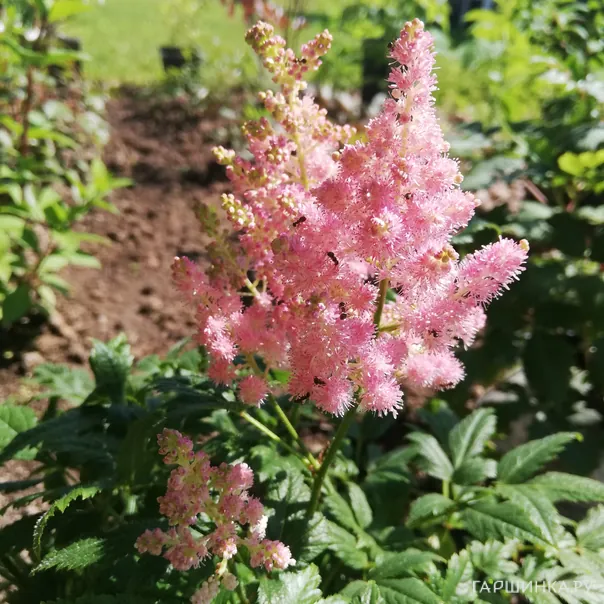 превью изображения отзыва