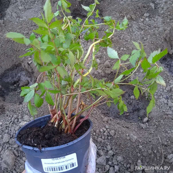 превью изображения отзыва