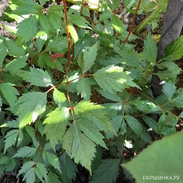 превью изображения отзыва