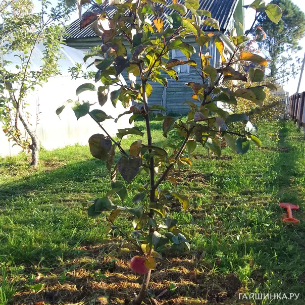 превью изображения отзыва