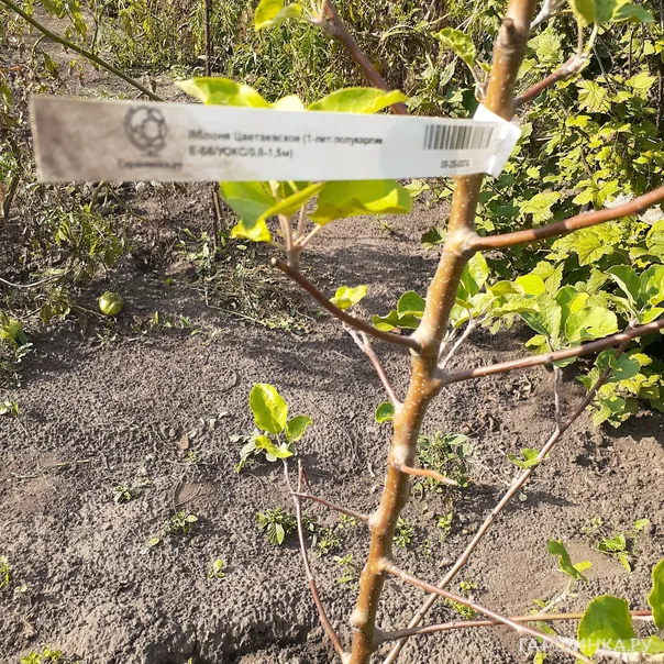 превью изображения отзыва