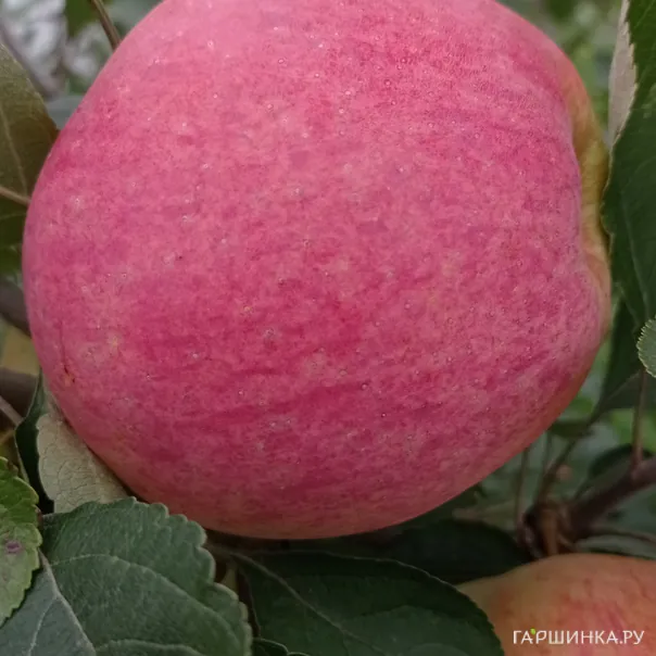 превью изображения отзыва