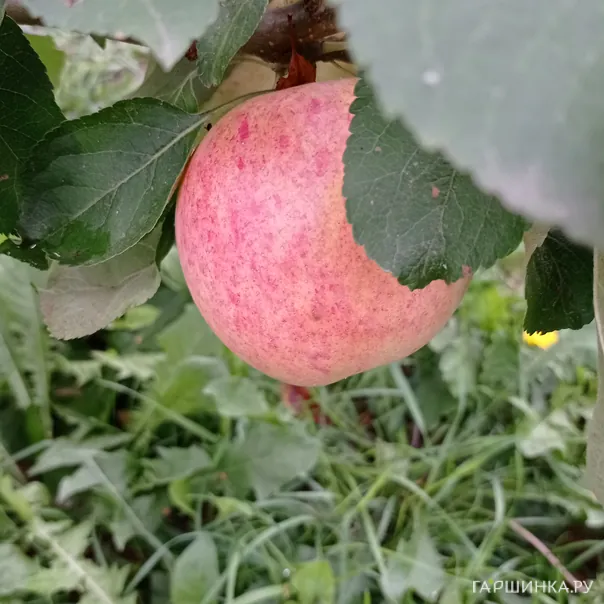 превью изображения отзыва