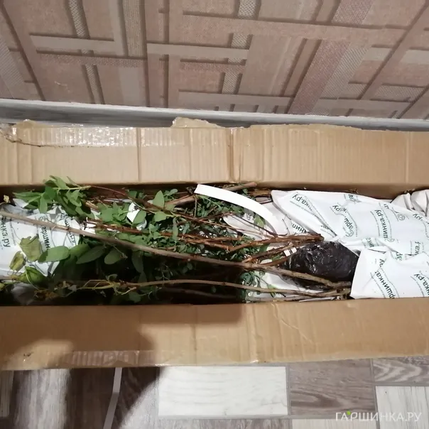 превью изображения отзыва