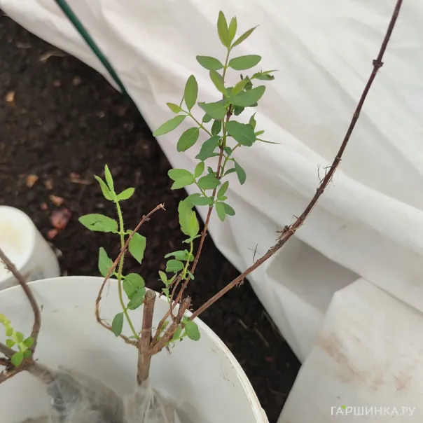 превью изображения отзыва