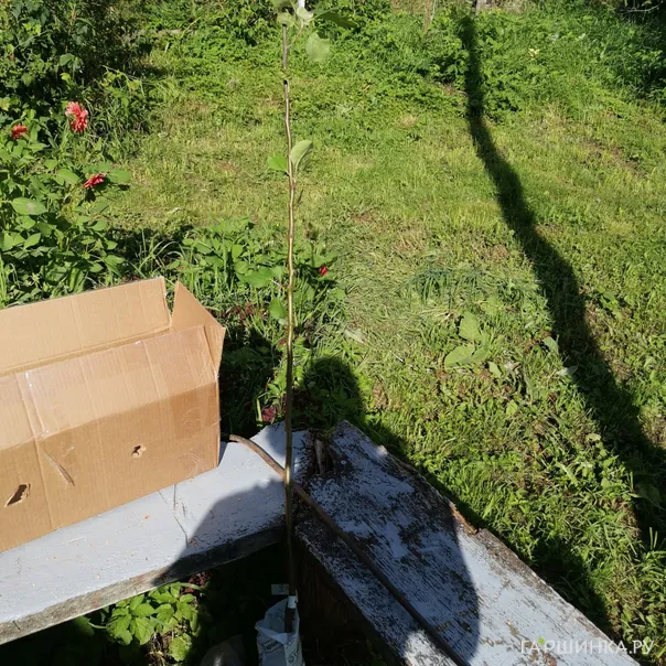 превью изображения отзыва