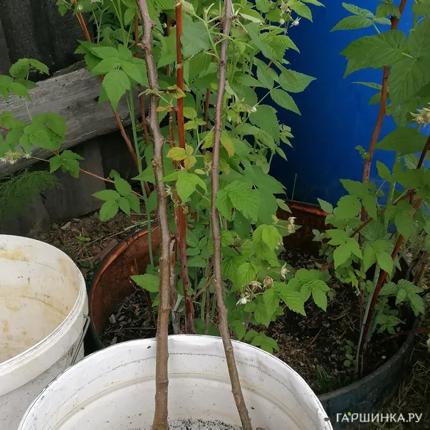 превью изображения отзыва