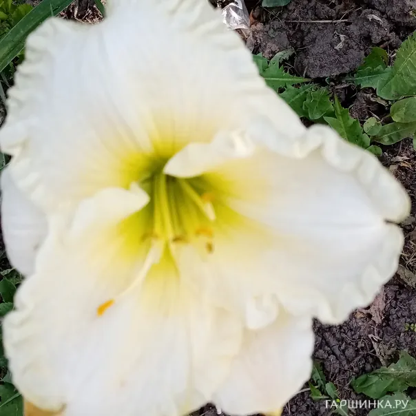 превью изображения отзыва