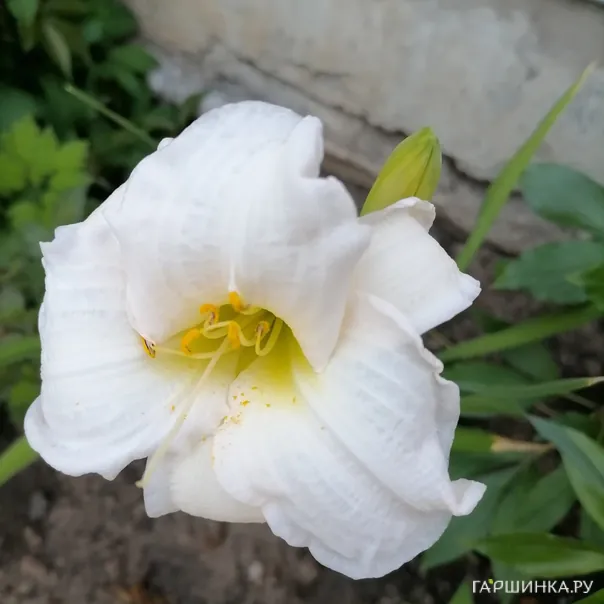 превью изображения отзыва