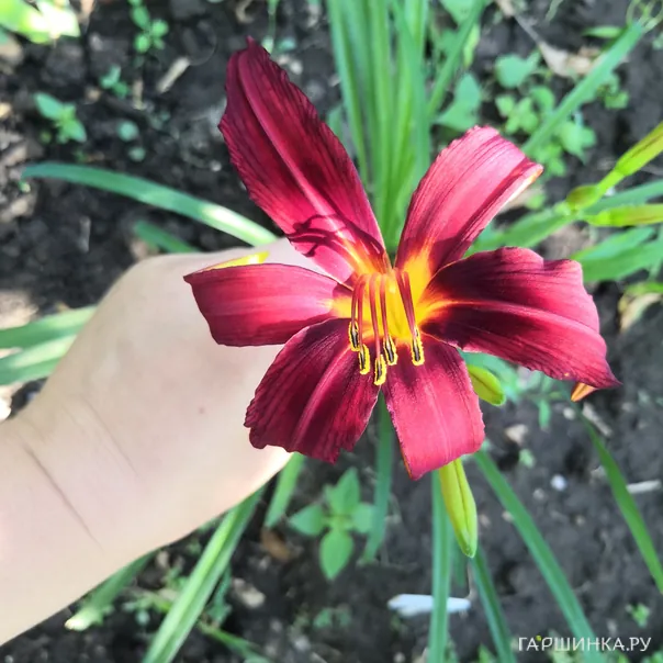 превью изображения отзыва