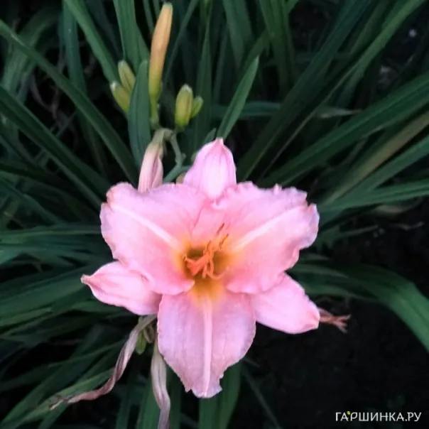 превью изображения отзыва