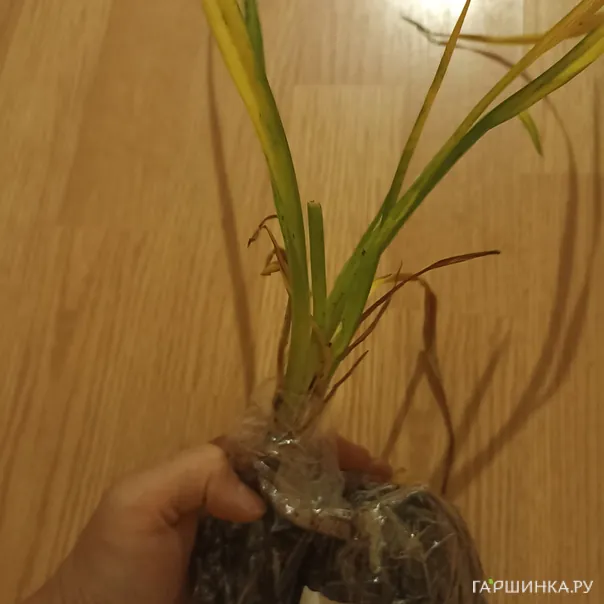 превью изображения отзыва