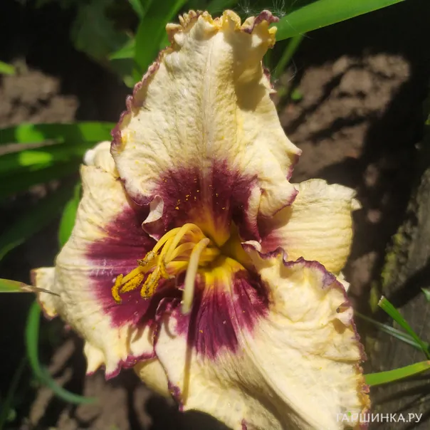 превью изображения отзыва