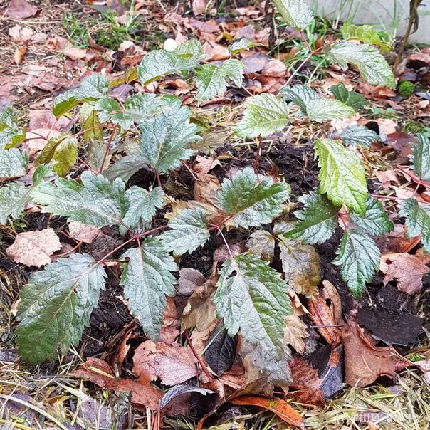 превью изображения отзыва