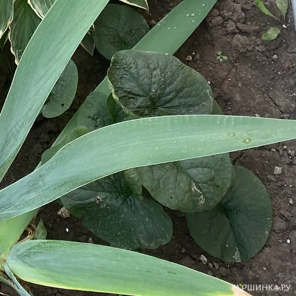 превью изображения отзыва