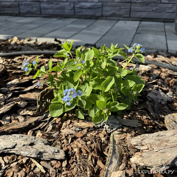 превью изображения отзыва